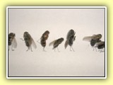Fliegen (7)